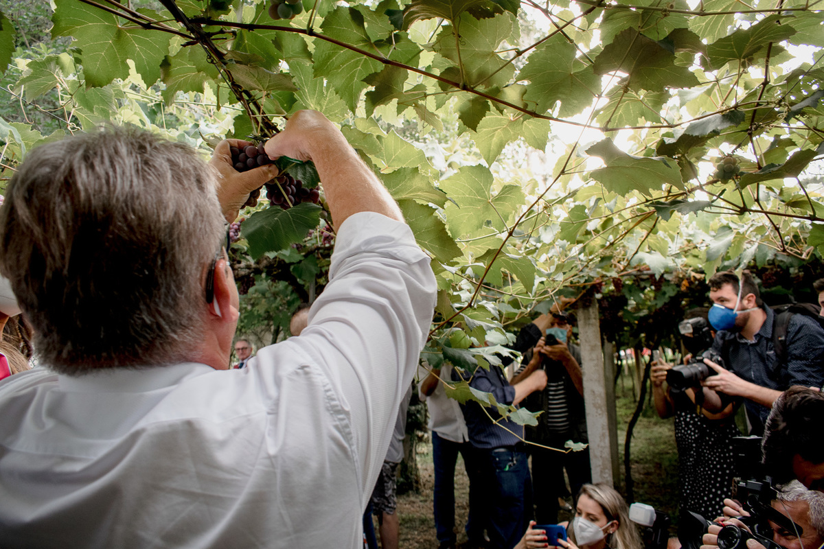 vindima, adiló didomenico, randolfe vieira júnior, merceretto, caxias do sul, bispo