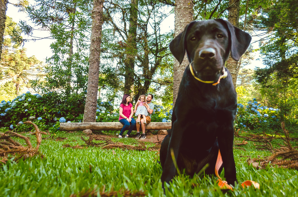 cão gui helen keller família caxias do sul Diego Fotografias