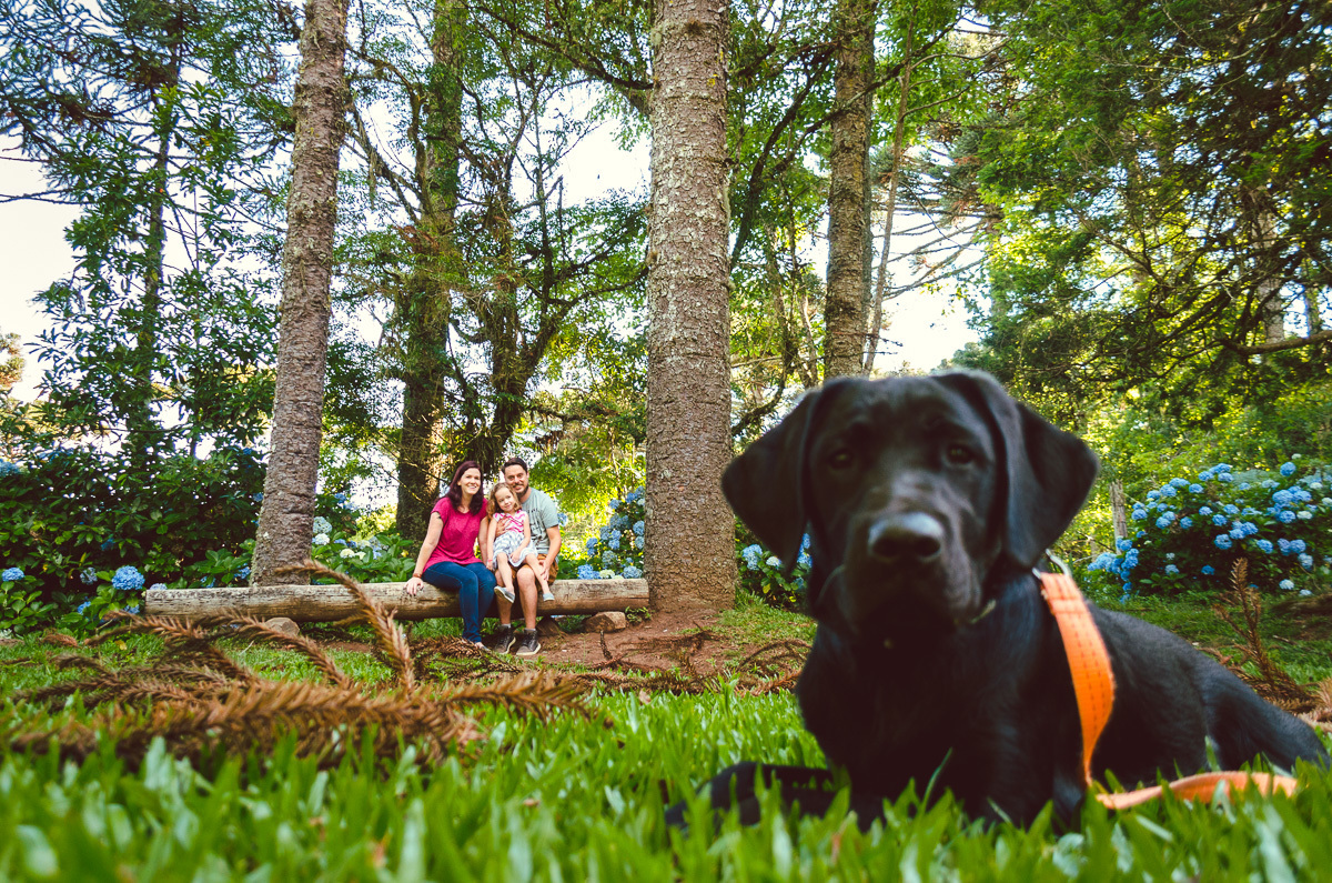cão gui helen keller família caxias do sul Diego Fotografias