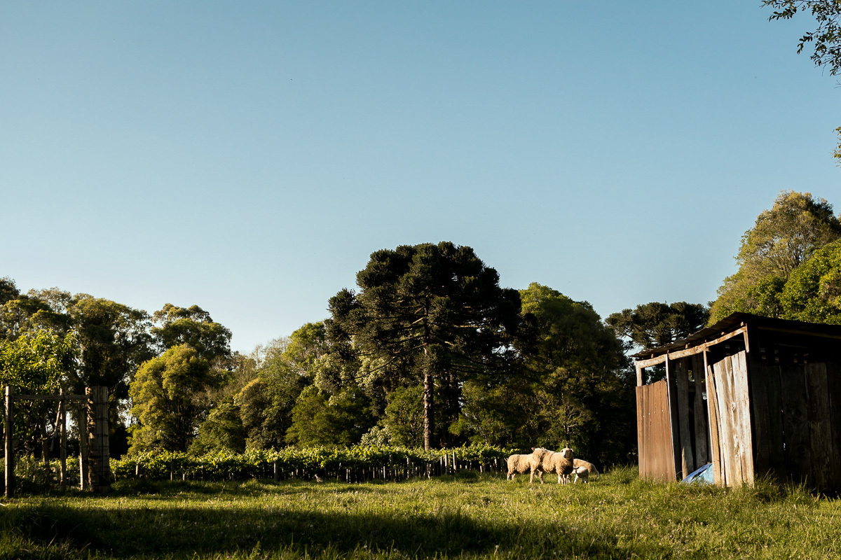 ensaio gestante ar livre, fotógrafo gestante, diego fotografias