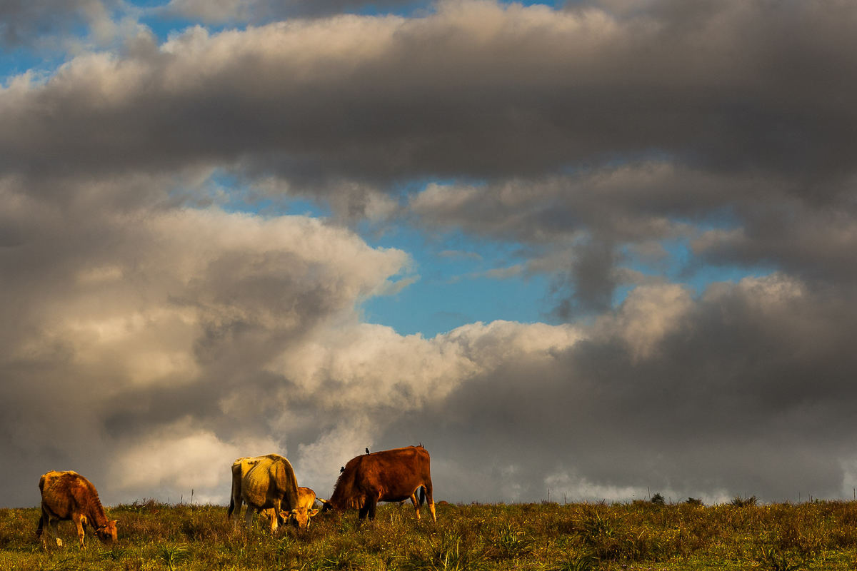 BEM-CASADOS, Casamento, casamento de dia, Catedral, Charqueadas, ensaio, ensaio pré-casamento, Fabiano Rosa Fotografia, fotógrafo, Fotógrafo de casamento, fotógrafo em Pelotas, NOIVA, pré-casamento, querofotografaroamor, RECEPÇÃO, VESTIDO DE NOIVA