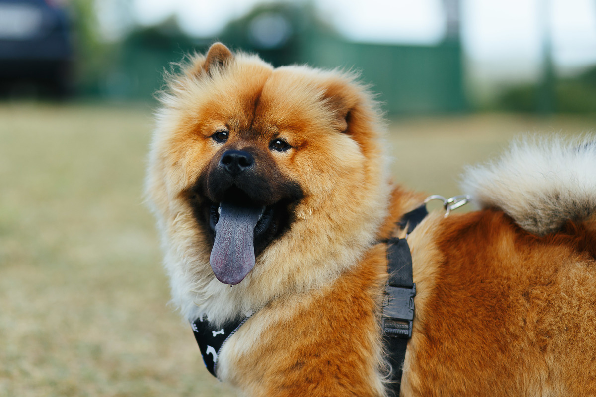 satolep, slide show, casamento de dia, cachoeira do imigrante, RS, CERIMÔNIA, CERIMONIALISTA, pre wedding, ensaio pré-casamento, Fabiano Rosa, Fabiano Rosa Fotografia, Fotógrafo de casamento, fotógrafo Pelotas, NOIVA, pré-casamento, querofotografaroamor