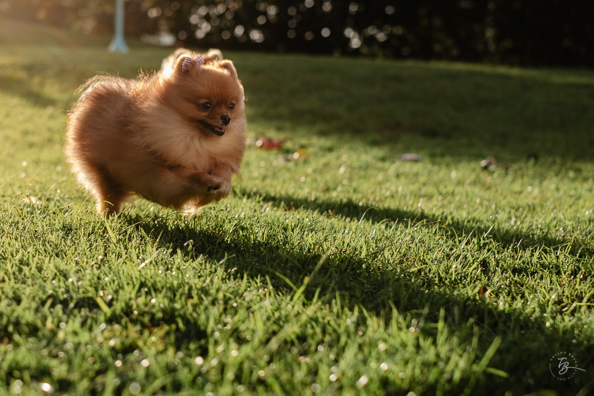 Ensaio Família. Aniversário no quintal de casa. Comemoração de aniversário. Ensaio no fim de tarde, praia do Santinho em Florianópolis. Sessão Família. Thiago Braga Fotografia.