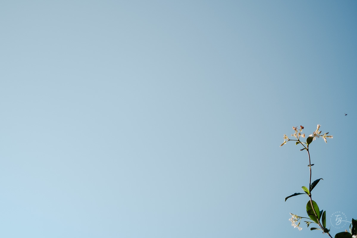 Natureza exuberante, flores e plantas ao amanhecer. Ensaio lifestyle família, na praia do Santinho em Florianópolis, por Thiago Braga Fotografia. 