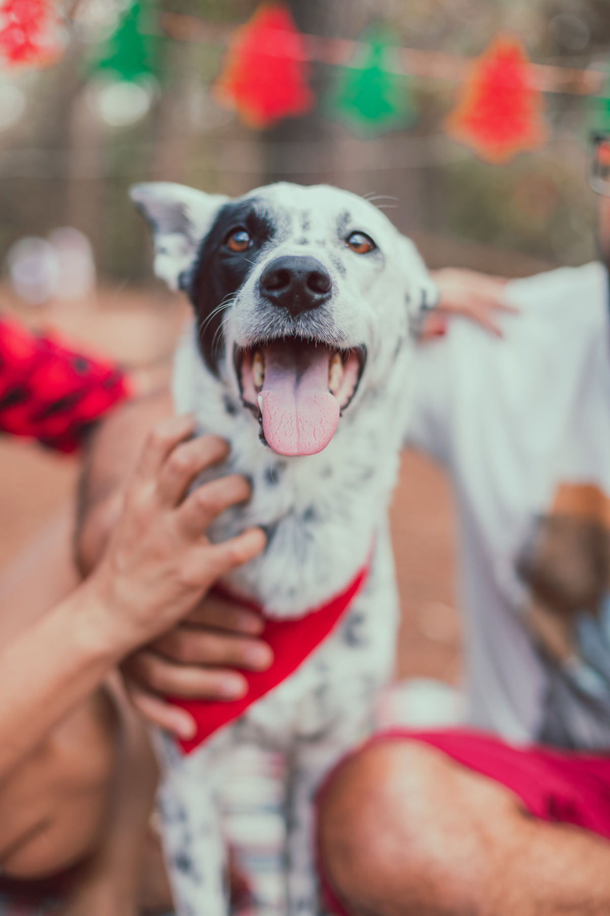 ensaio de natal bauru