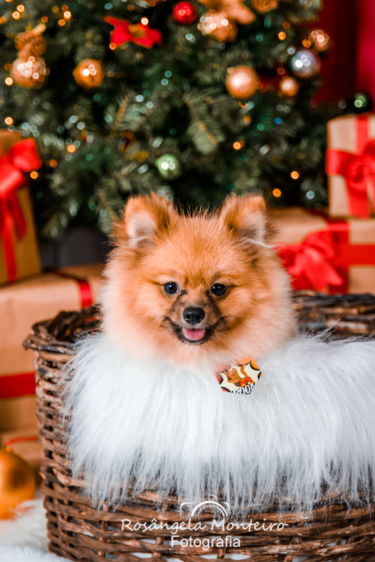 Mini Ensaio de Natal com pet em Cuiabá Rosangela Monteiro Fotografia