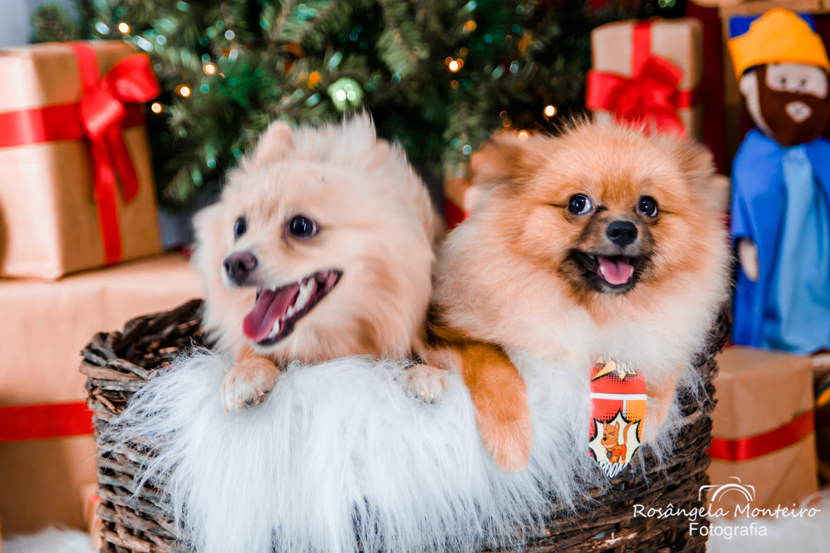 Ensaio de Natal com pet em Cuiabá Rosangela Monteiro Fotografia