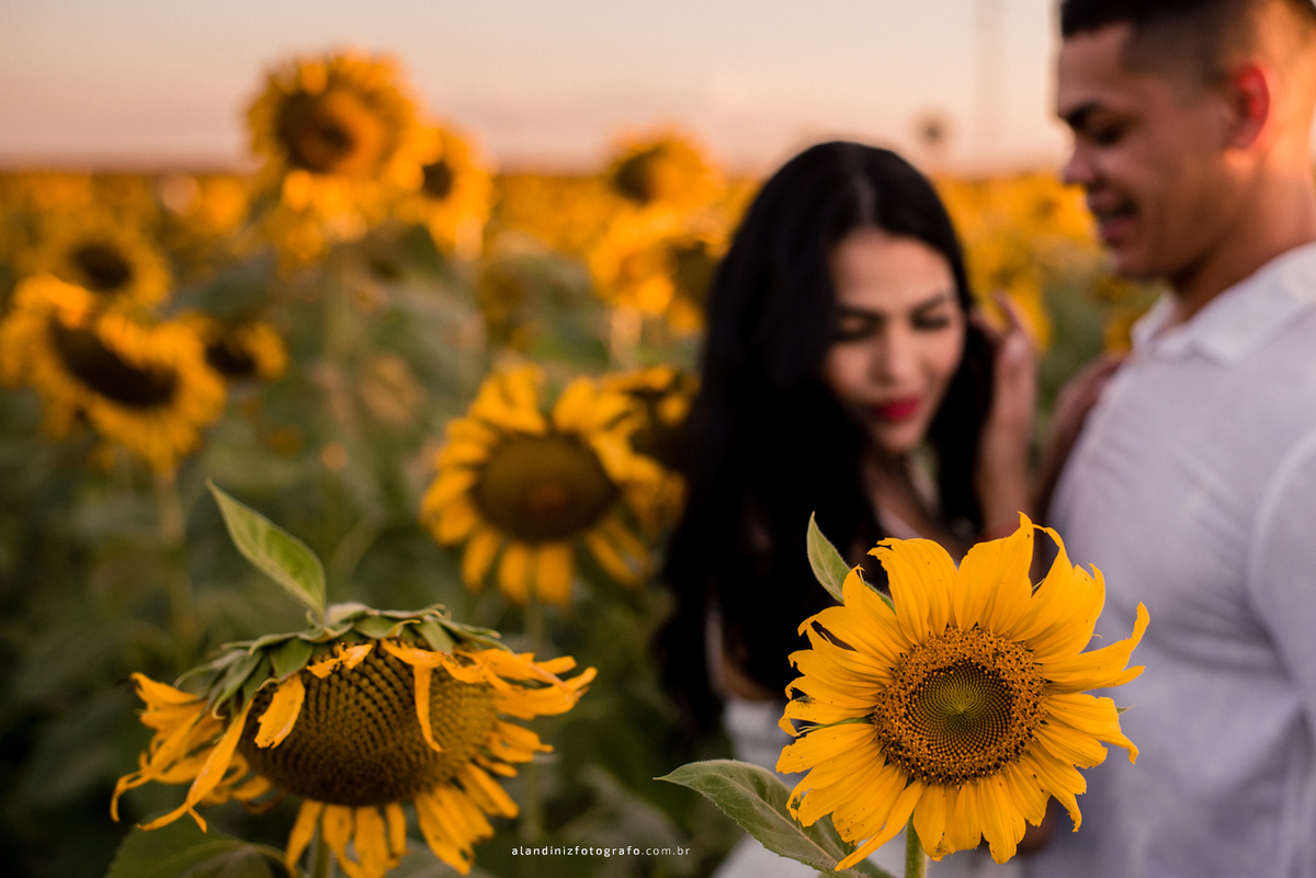 um desfoque para mostrar que a composição está perfeita - ensaio no girassol