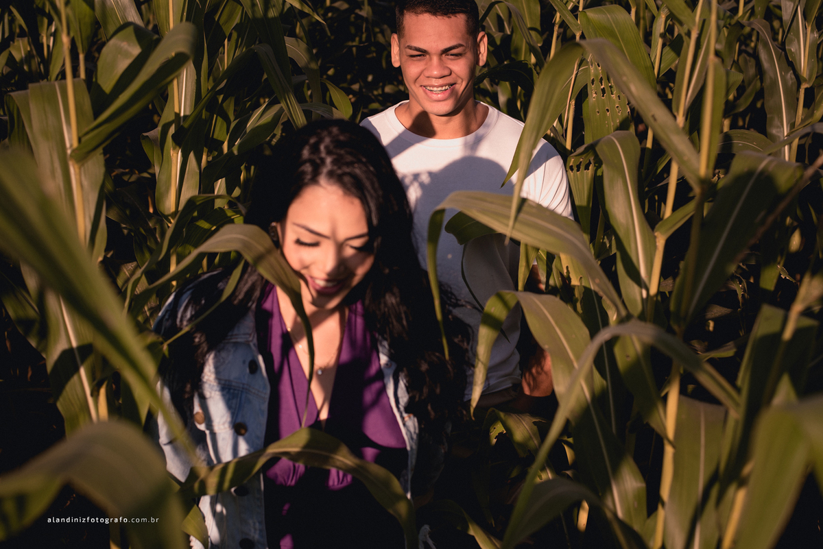 Um milharal lindo com muitas fotos espetaculares