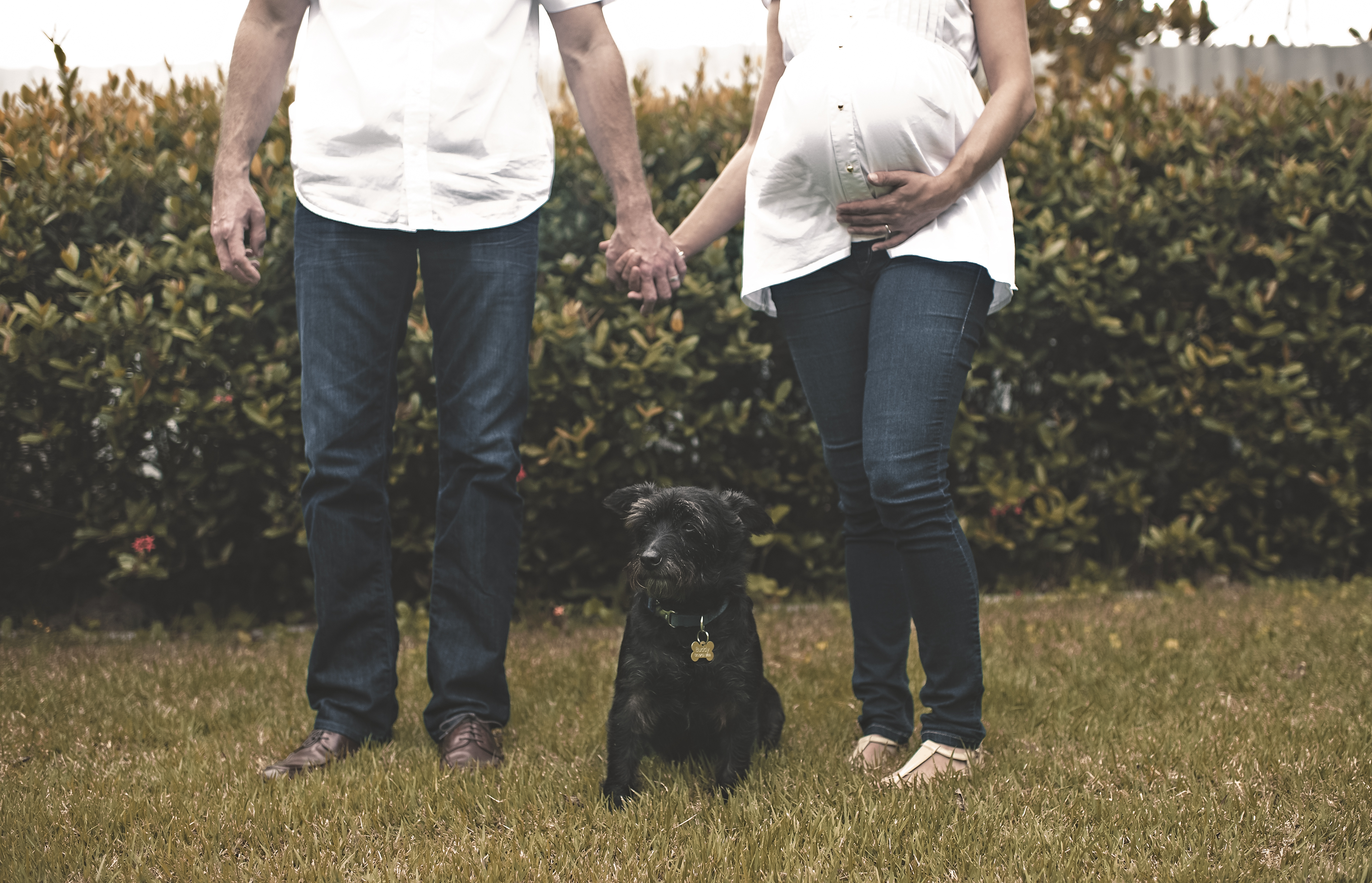 Família com cachorro ensaio de gestante externo com pet