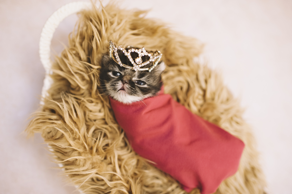 Newborn pet, newborn gatinho, ensaio newborn de gatinho, ensaio newborn pet, Rita Rodrigues Fotografia, fotografia pet, Barra da Tijuca, Rio de Janeiro