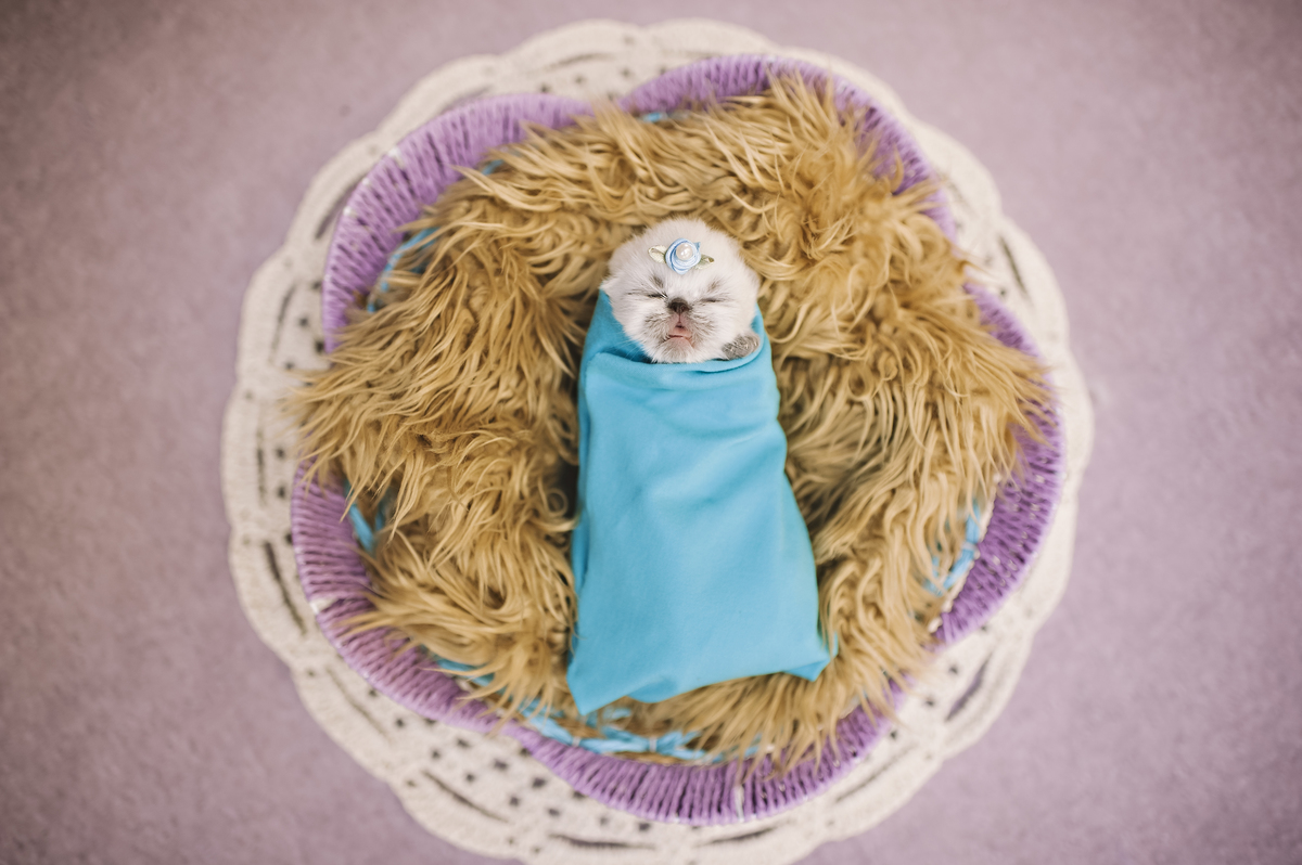 Newborn pet, newborn gatinho, ensaio newborn de gatinho, ensaio newborn pet, Rita Rodrigues Fotografia, fotografia pet, Barra da Tijuca, Rio de Janeiro