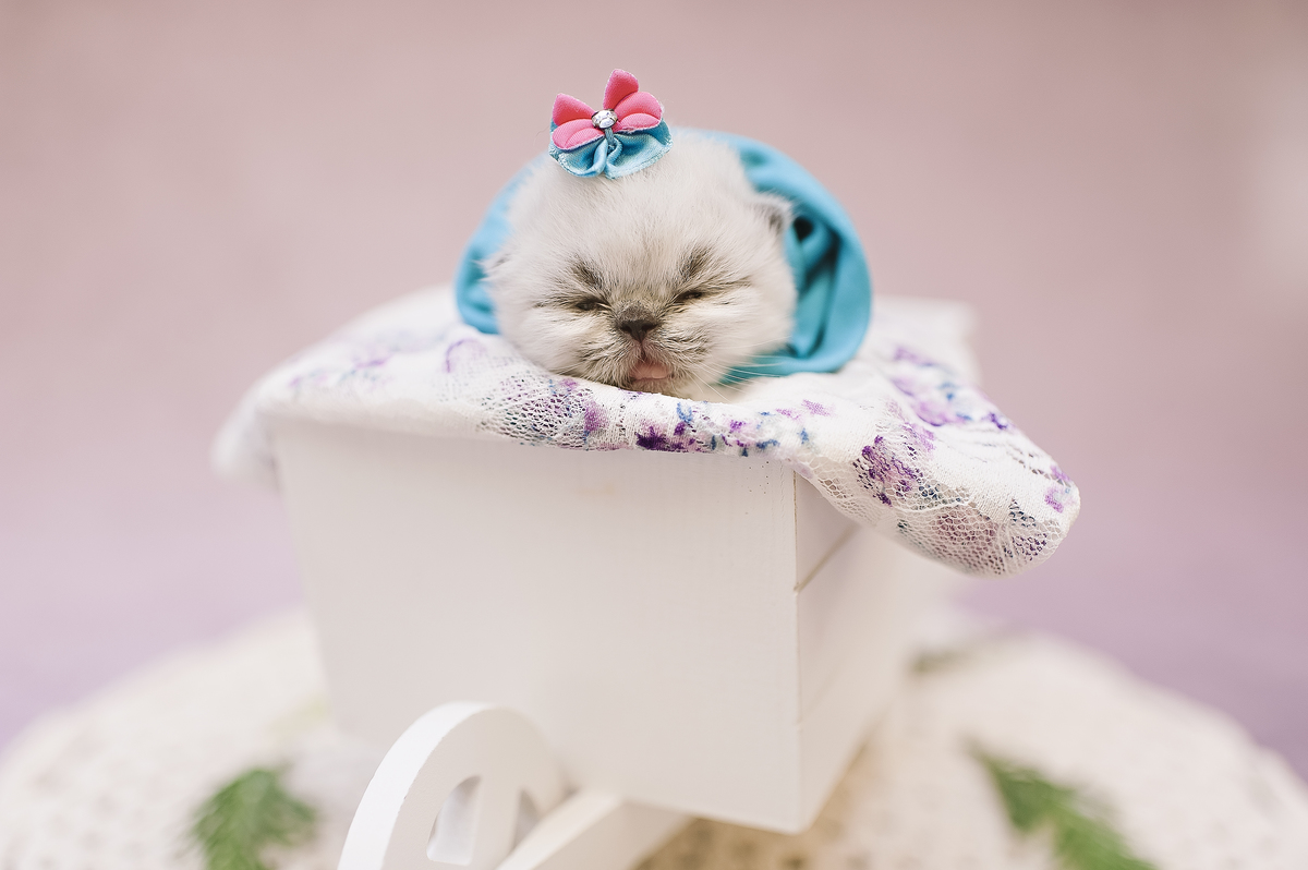 Newborn pet, newborn gatinho, ensaio newborn de gatinho, ensaio newborn pet, Rita Rodrigues Fotografia, fotografia pet, Barra da Tijuca, Rio de Janeiro