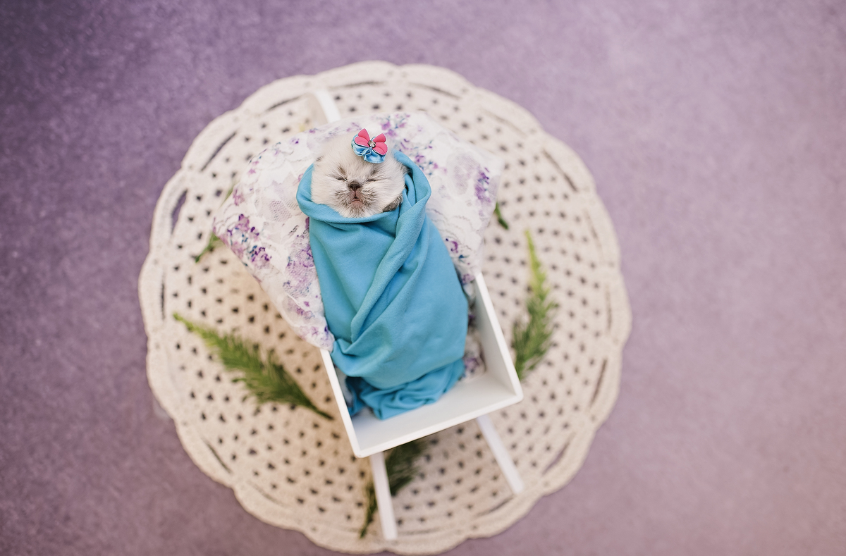 Newborn pet, newborn gatinho, ensaio newborn de gatinho, ensaio newborn pet, Rita Rodrigues Fotografia, fotografia pet, Barra da Tijuca, Rio de Janeiro