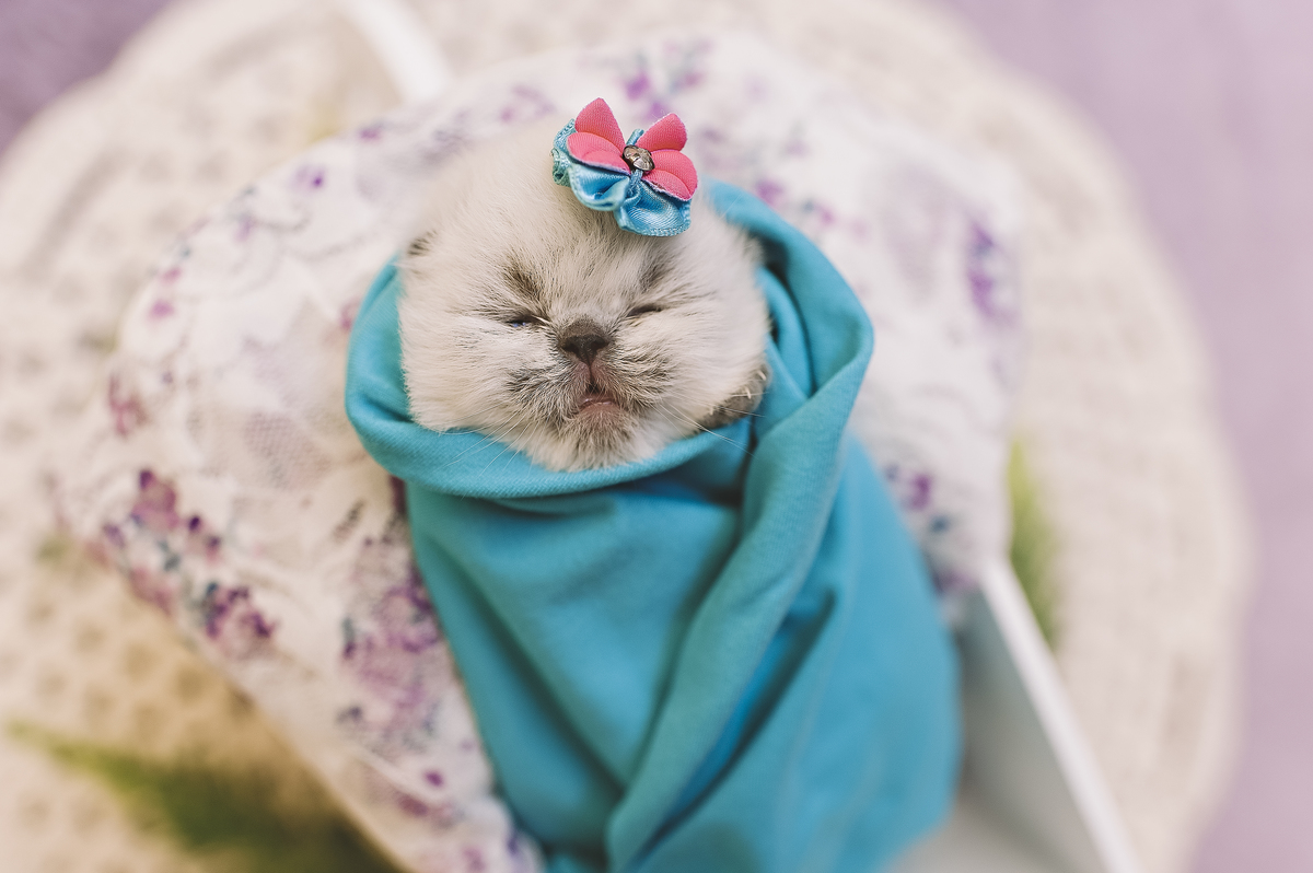 Newborn pet, newborn gatinho, ensaio newborn de gatinho, ensaio newborn pet, Rita Rodrigues Fotografia, fotografia pet, Barra da Tijuca, Rio de Janeiro