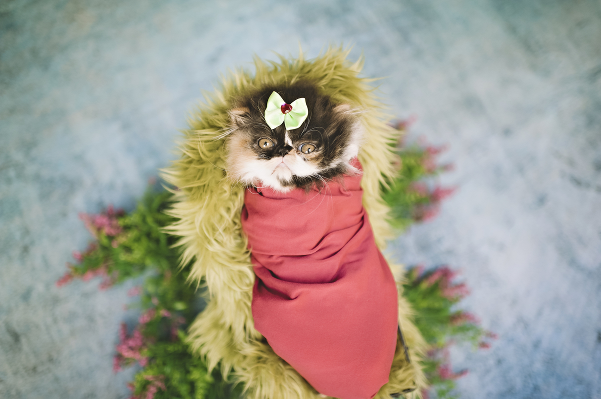 Newborn pet, newborn gatinho, ensaio newborn de gatinho, ensaio newborn pet, Rita Rodrigues Fotografia, fotografia pet, Barra da Tijuca, Rio de Janeiro