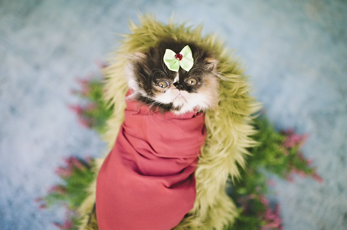 Newborn pet, newborn gatinho, ensaio newborn de gatinho, ensaio newborn pet, Rita Rodrigues Fotografia, fotografia pet, Barra da Tijuca, Rio de Janeiro