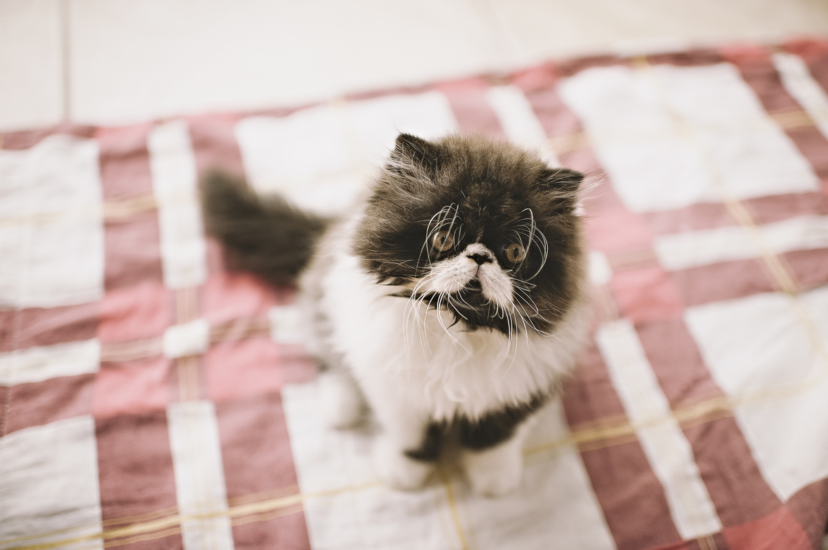 Newborn pet, newborn gatinho, ensaio newborn de gatinho, ensaio newborn pet, Rita Rodrigues Fotografia, fotografia pet, Barra da Tijuca, Rio de Janeiro