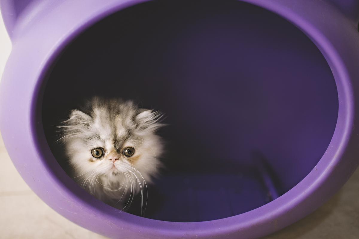 Newborn pet, newborn gatinho, ensaio newborn de gatinho, ensaio newborn pet, Rita Rodrigues Fotografia, fotografia pet, Barra da Tijuca, Rio de Janeiro