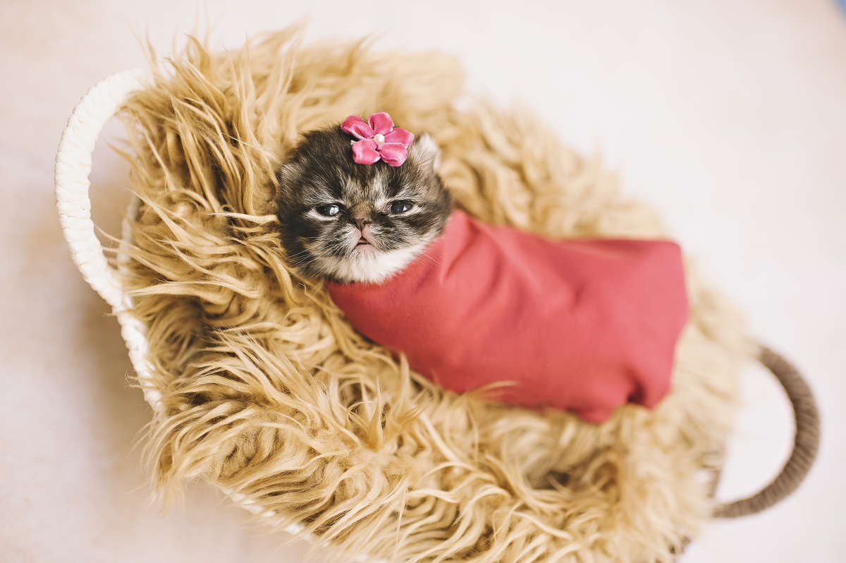 Newborn pet, newborn gatinho, ensaio newborn de gatinho, ensaio newborn pet, Rita Rodrigues Fotografia, fotografia pet, Barra da Tijuca, Rio de Janeiro