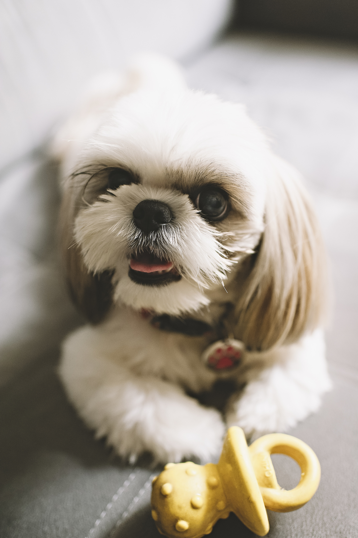 ensaio lifestyle, lifestyle barra da tijuca, lifestyle recreio, lifestyle leblon, lifestyle ipanema, fotos de bebê, fotos em casa, fotos de bebê em casa, ensaio de família, maternidade, fotógrafa newborn Barra da Tijuca, melhor fotógrafa newborn, abfrn