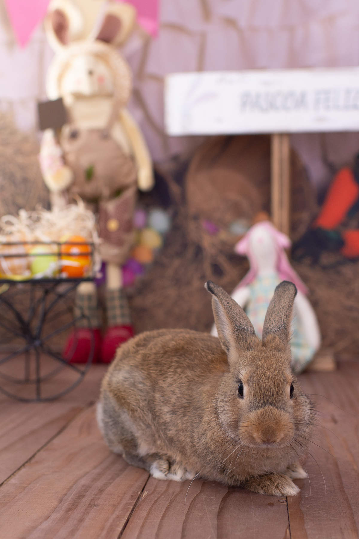 mini sessão de páscoa, ensaio de bebê, estúdio fotográfico na barra da tijuca, ensaio de páscoa, fotos de páscoa, fotos de bebê, ensaio fotográfico infantil, melhor fotógrafa na barra da tijuca, fotografia infantil, rita rodrigues fotografia, foto de bebê