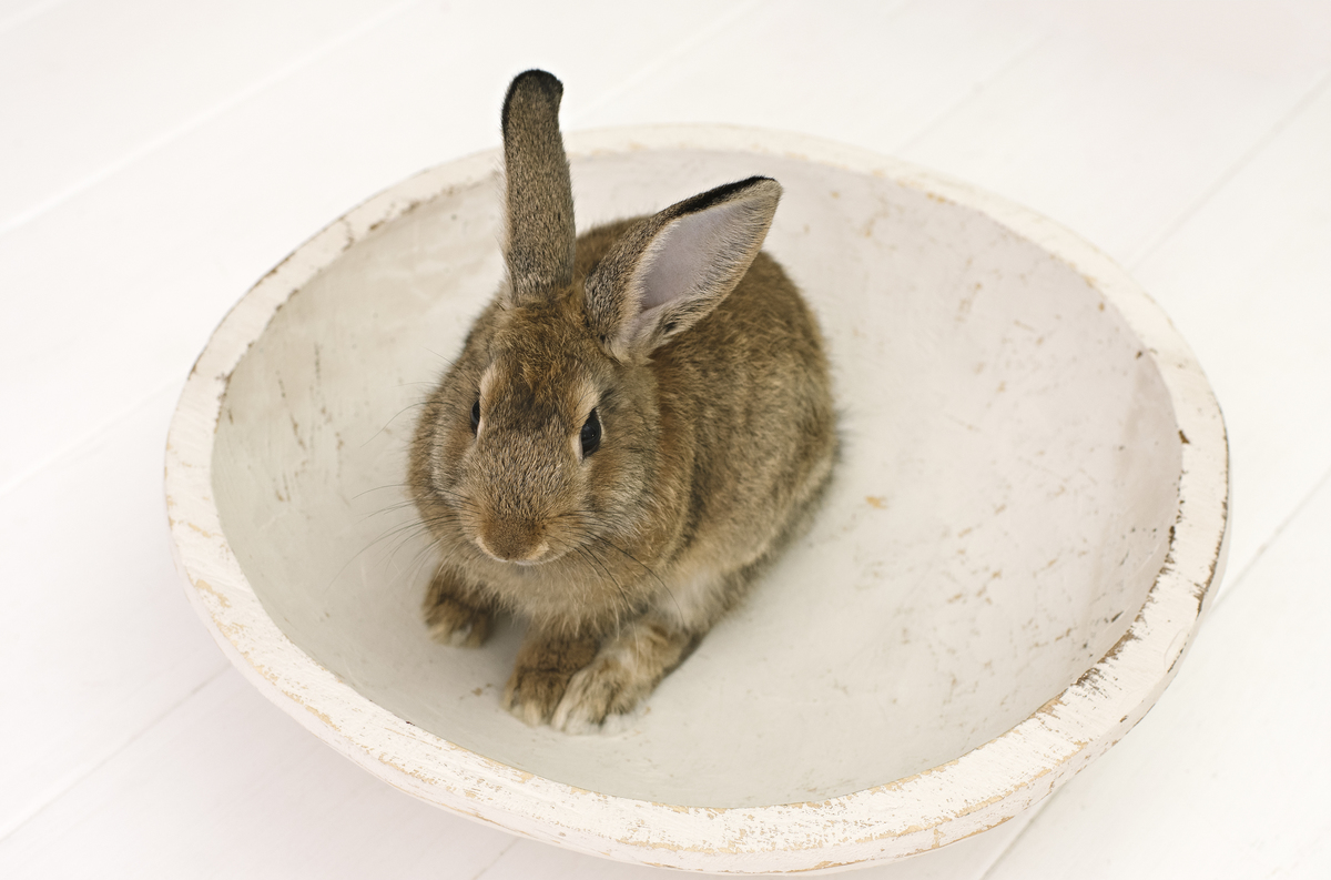 páscoa, mini sessão de páscoa, ensaio de páscoa, fotos de páscoa, fotografia infantil, foto de bebê, fotografia infantil na barra da tijuca, rita rodrigues fotografia, melhor fotógrafa infantil no rio de janeiro, melhor fotógrafa na barra da tijuca