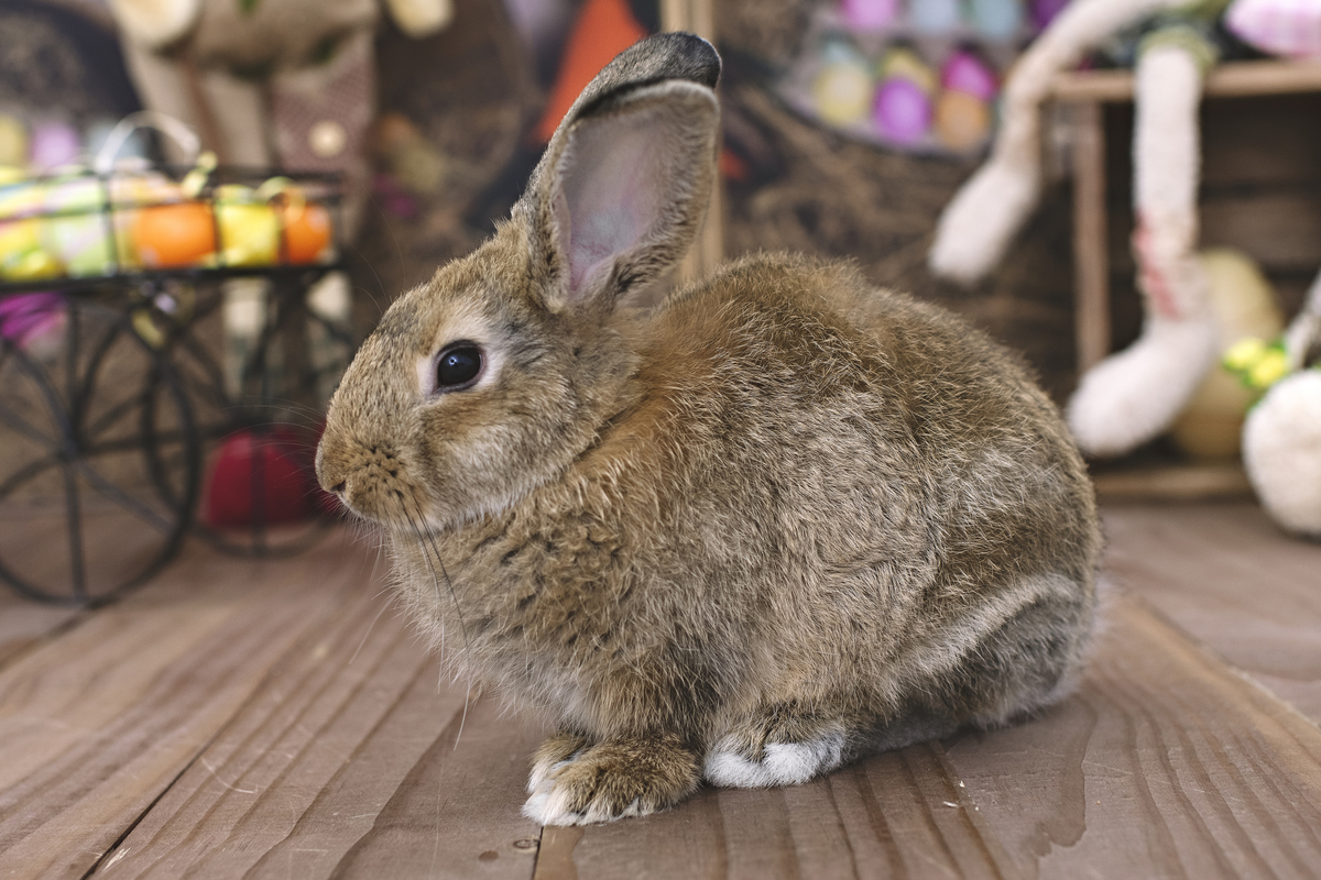páscoa, mini sessão de páscoa, ensaio de páscoa, fotos de páscoa, fotografia infantil, foto de bebê, fotografia infantil na barra da tijuca, rita rodrigues fotografia, melhor fotógrafa infantil no rio de janeiro, melhor fotógrafa na barra da tijuca