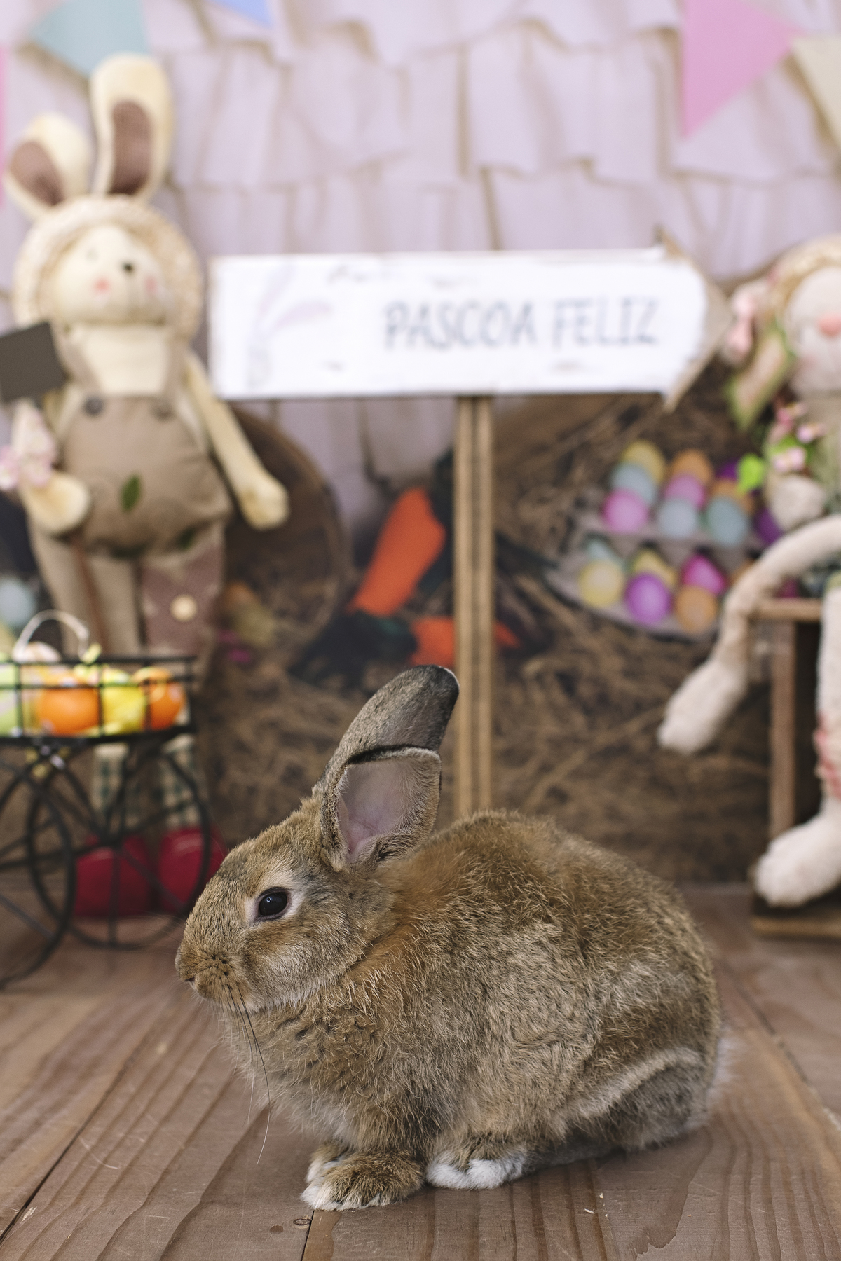 páscoa, mini sessão de páscoa, ensaio de páscoa, fotos de páscoa, fotografia infantil, foto de bebê, fotografia infantil na barra da tijuca, rita rodrigues fotografia, melhor fotógrafa infantil no rio de janeiro, melhor fotógrafa na barra da tijuca