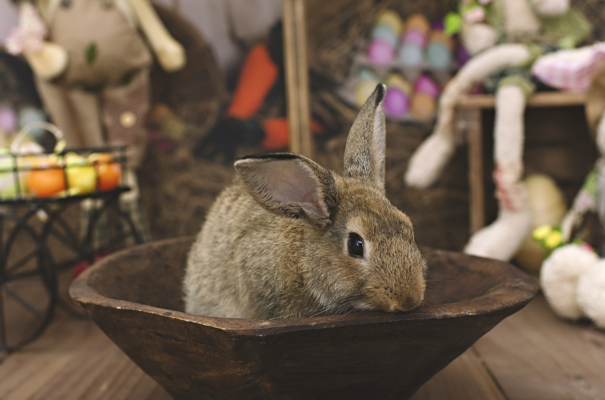 páscoa, mini sessão de páscoa, ensaio de páscoa, fotos de páscoa, fotografia infantil, foto de bebê, fotografia infantil na barra da tijuca, rita rodrigues fotografia, melhor fotógrafa infantil no rio de janeiro, melhor fotógrafa na barra da tijuca