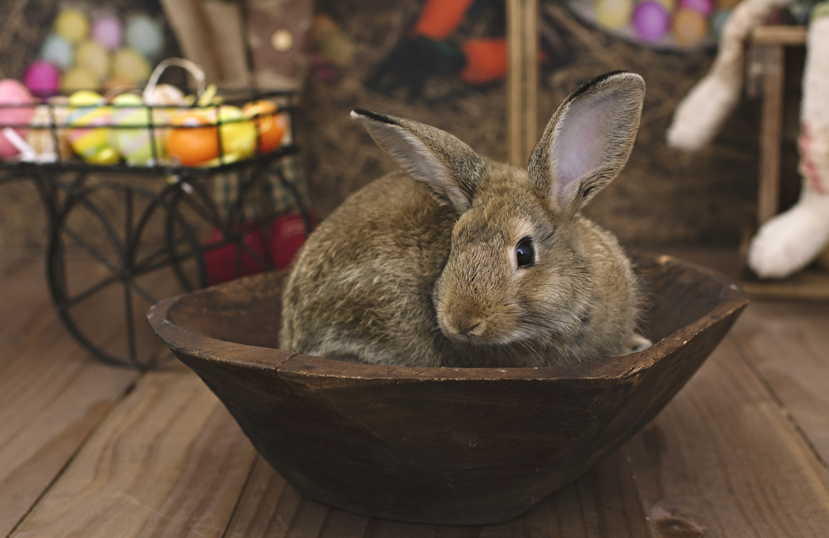 páscoa, mini sessão de páscoa, ensaio de páscoa, fotos de páscoa, fotografia infantil, foto de bebê, fotografia infantil na barra da tijuca, rita rodrigues fotografia, melhor fotógrafa infantil no rio de janeiro, melhor fotógrafa na barra da tijuca