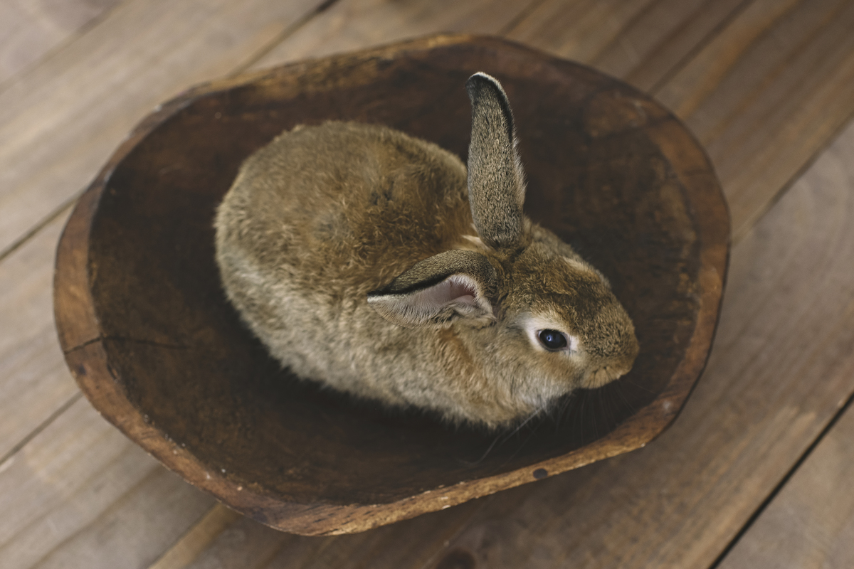 páscoa, mini sessão de páscoa, ensaio de páscoa, fotos de páscoa, fotografia infantil, foto de bebê, fotografia infantil na barra da tijuca, rita rodrigues fotografia, melhor fotógrafa infantil no rio de janeiro, melhor fotógrafa na barra da tijuca