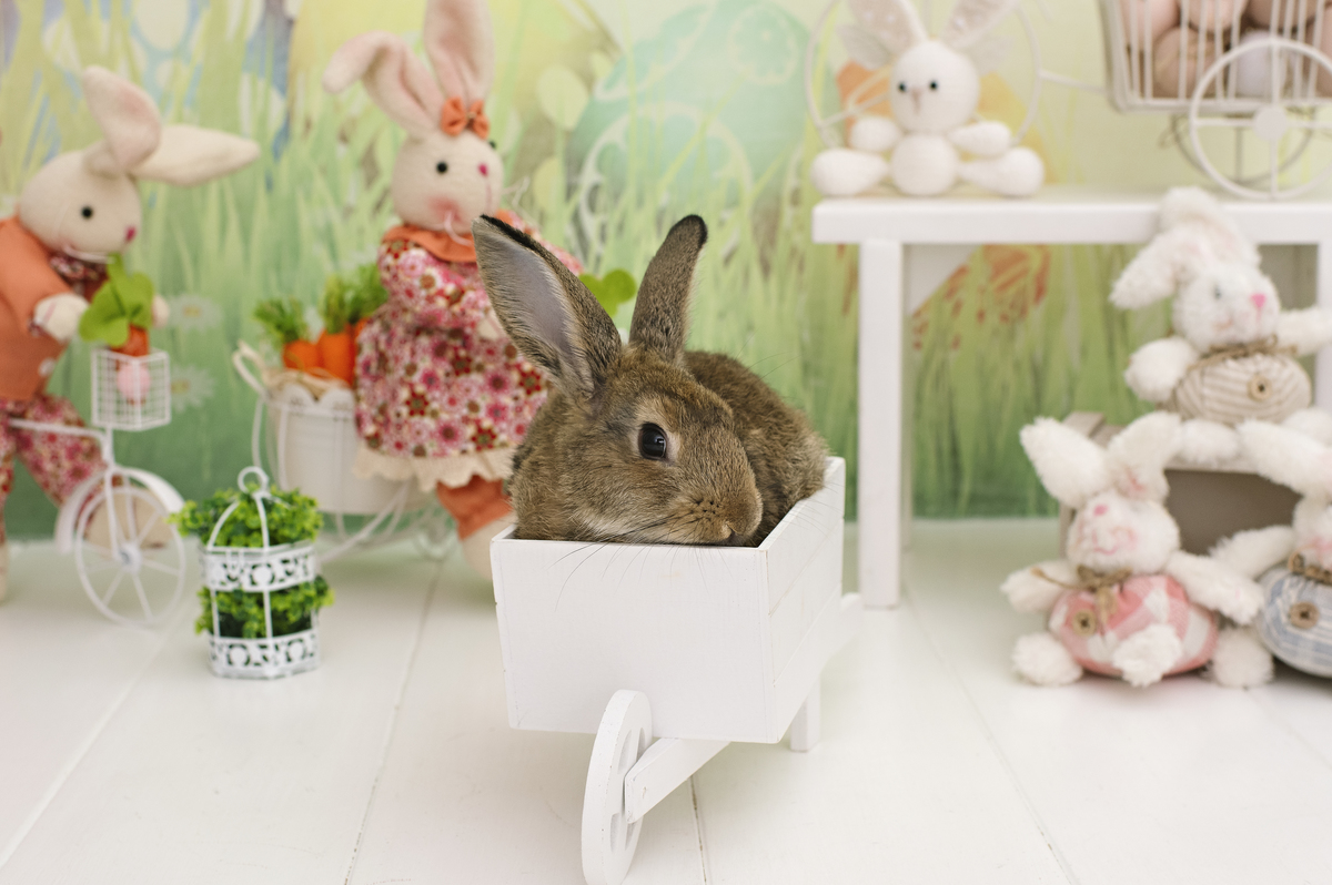 páscoa, mini sessão de páscoa, ensaio de páscoa, fotos de páscoa, fotografia infantil, foto de bebê, fotografia infantil na barra da tijuca, rita rodrigues fotografia, melhor fotógrafa infantil no rio de janeiro, melhor fotógrafa na barra da tijuca