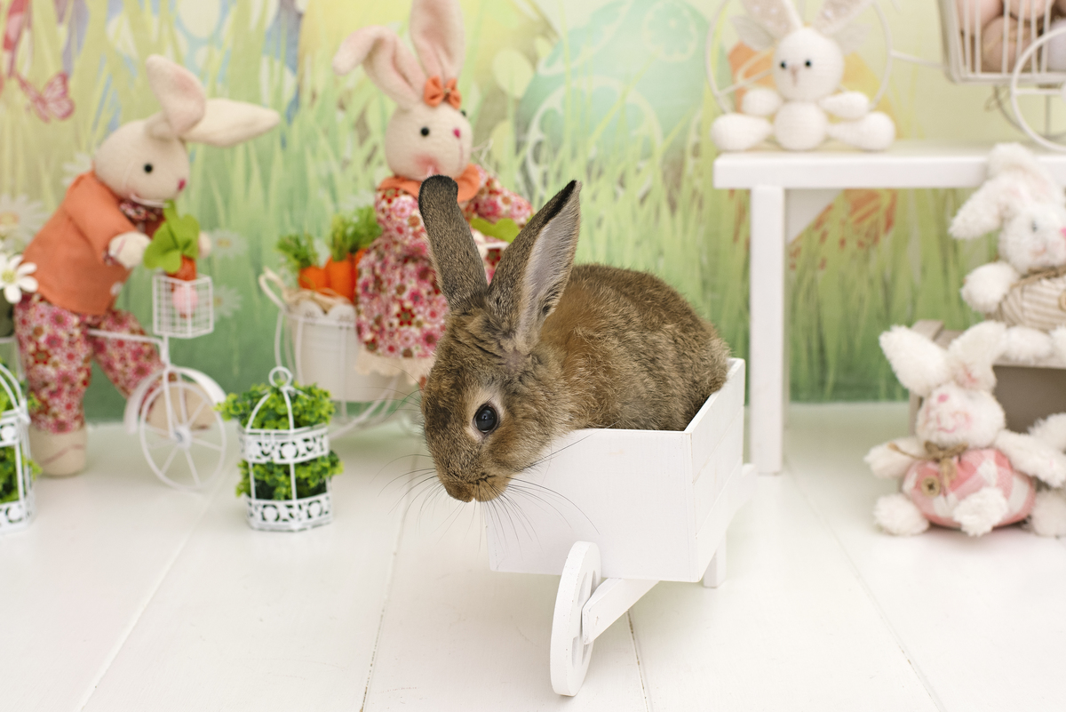páscoa, mini sessão de páscoa, ensaio de páscoa, fotos de páscoa, fotografia infantil, foto de bebê, fotografia infantil na barra da tijuca, rita rodrigues fotografia, melhor fotógrafa infantil no rio de janeiro, melhor fotógrafa na barra da tijuca