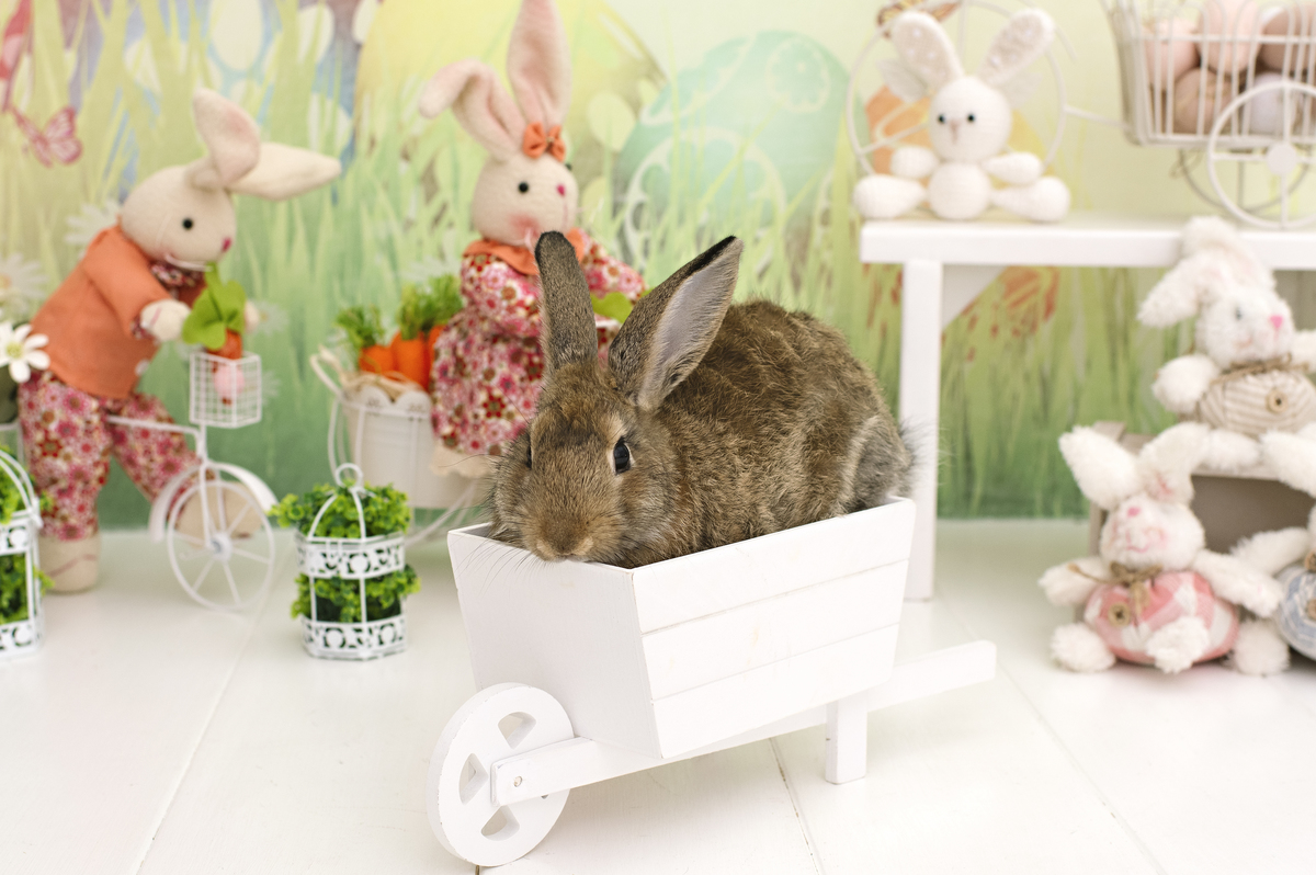 páscoa, mini sessão de páscoa, ensaio de páscoa, fotos de páscoa, fotografia infantil, foto de bebê, fotografia infantil na barra da tijuca, rita rodrigues fotografia, melhor fotógrafa infantil no rio de janeiro, melhor fotógrafa na barra da tijuca