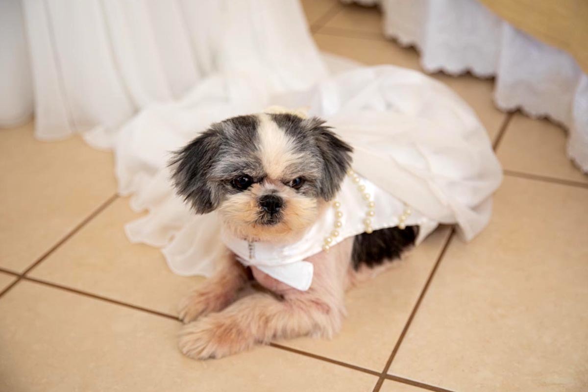 cachorro da raça shitzu no vestido da noiva