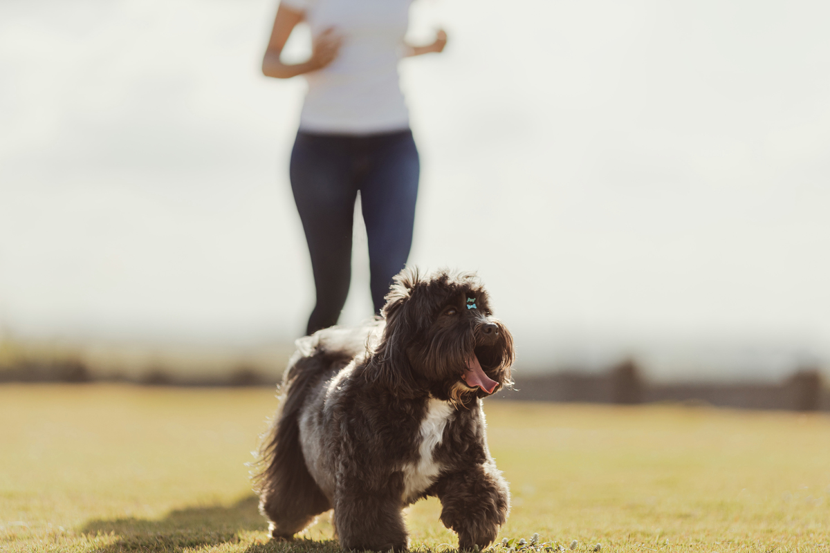ensaio de familia em maringa com pets