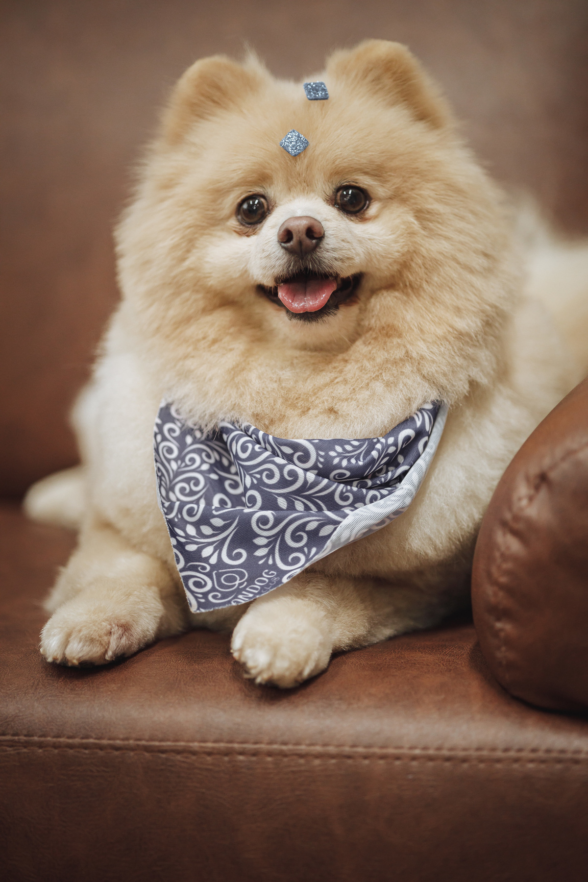 pet em ensaio fotografico fotografo maringá e região