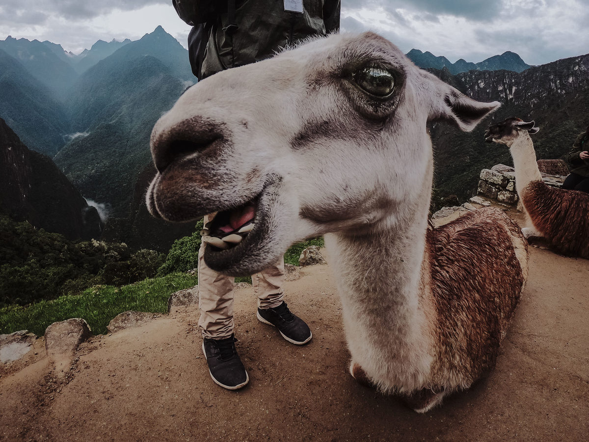 foto de Lhama que mora em Machu Picchu