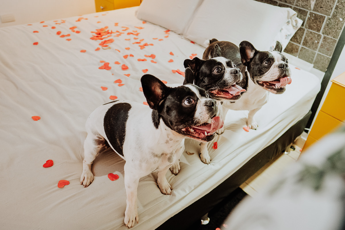 fotos divertidas para ensaio pré casamento feitas em casa com os cachorros 