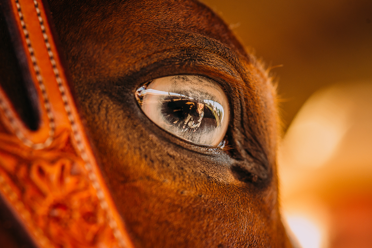 fotos de animais, olhos de um cavalo