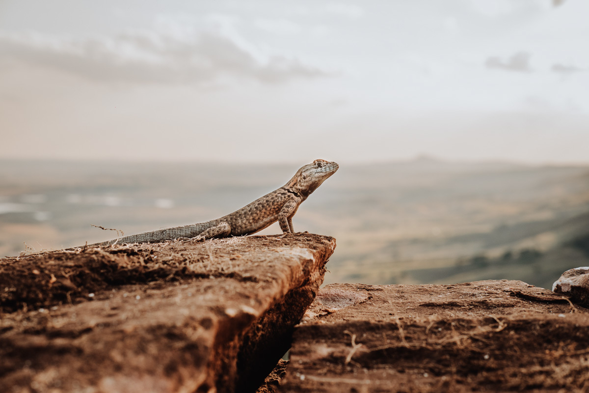 fotografia externa para ensaio de casal 