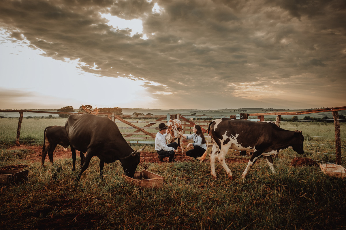 lindo ensaio pre wedding caipira em um sitio com bois fazenda de Tacuru MS