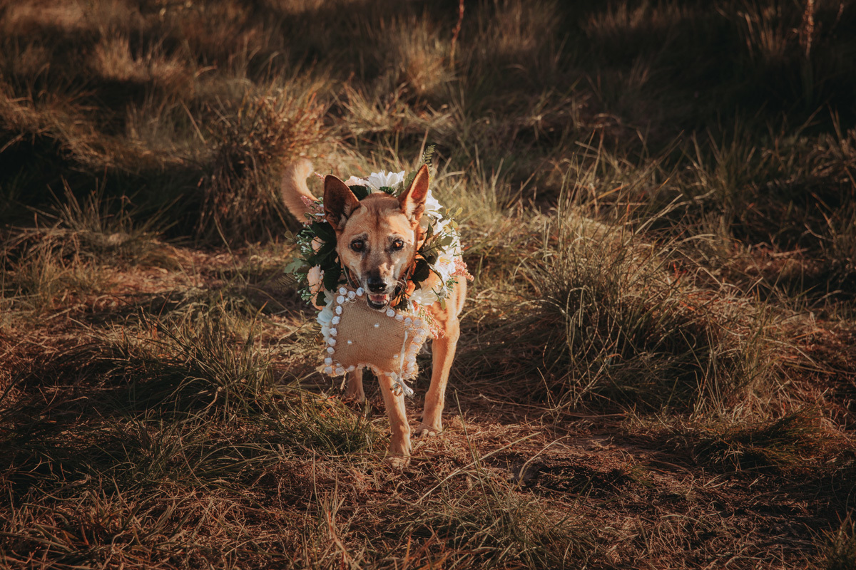 entrada das alianças para casamento externo cachorro entrando com as alianças 