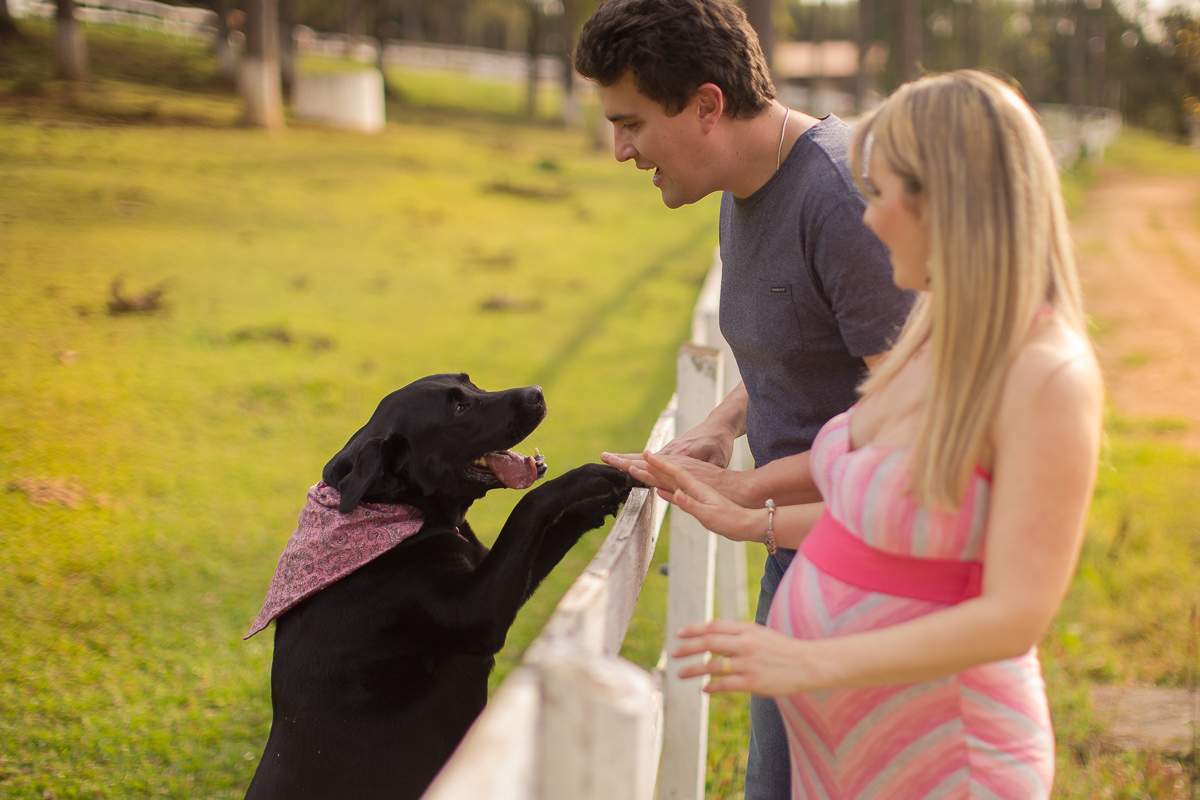 Ensaio gestante da Pamela e Fabio com Gustavo Sousa fotografia em Curitiba. Book em externa em haras. Gravida com vestido listrado rosa e cinza.  com cachorro labrador preto. em pé