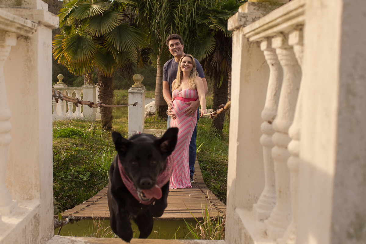 Ensaio gestante da Pamela e Fabio com Gustavo Sousa fotografia em Curitiba. Book em externa em haras. Gravida com vestido listrado rosa e cinza.  com cachorro labrador preto em pulo
