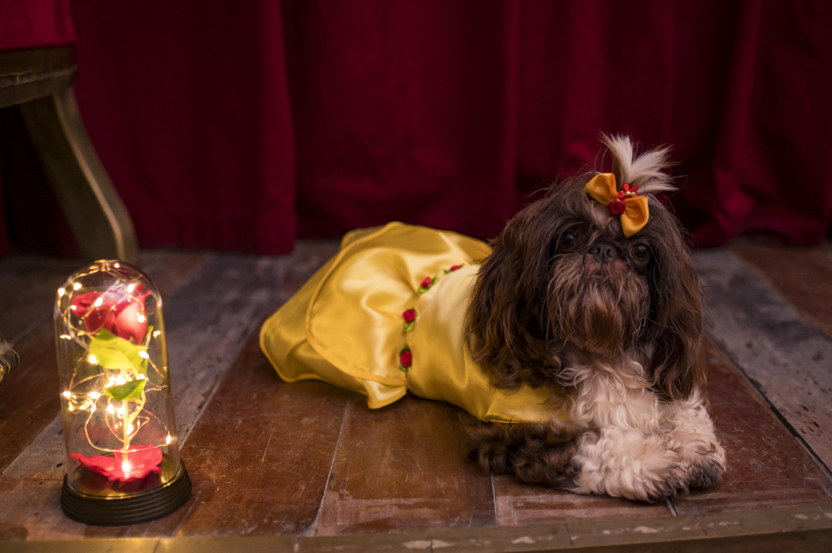Ensaio pré 15 no Castelo, A Bela e a Fera, foto da cachorrinha vestida de Bela com a rosa vermelha na cúpula