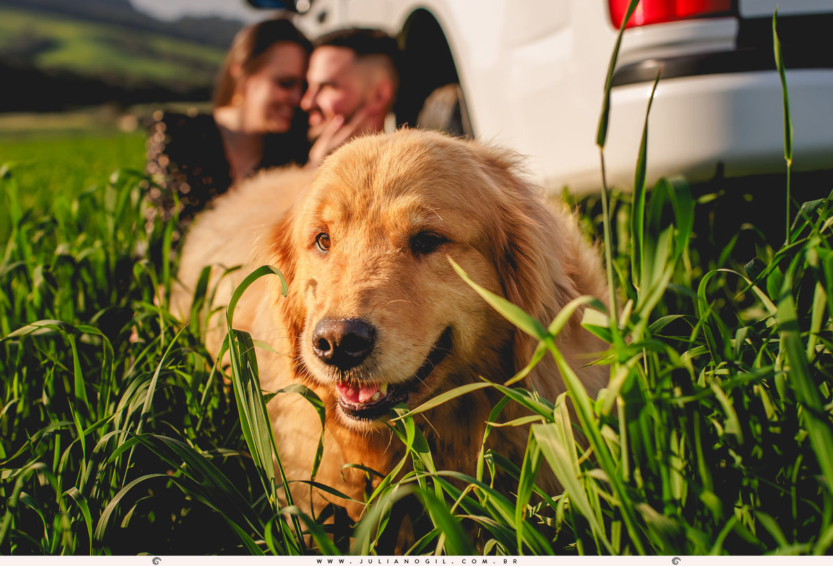 Pré-Casamento-Caroline-Poplaviski-Matheus-Basilio-fazenda-john-deere-farming-Golden-Retriever-Fernandes-Pinheiro-Irati-Paraná-Fotógrafo-Juliano-Gil