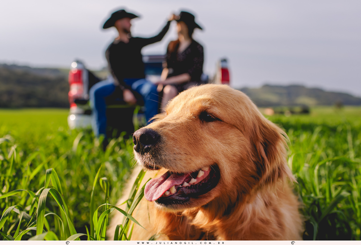 Pré-Casamento-Caroline-Poplaviski-Matheus-Basilio-fazenda-john-deere-farming-Golden-Retriever-Fernandes-Pinheiro-Irati-Paraná-Fotógrafo-Juliano-Gil
