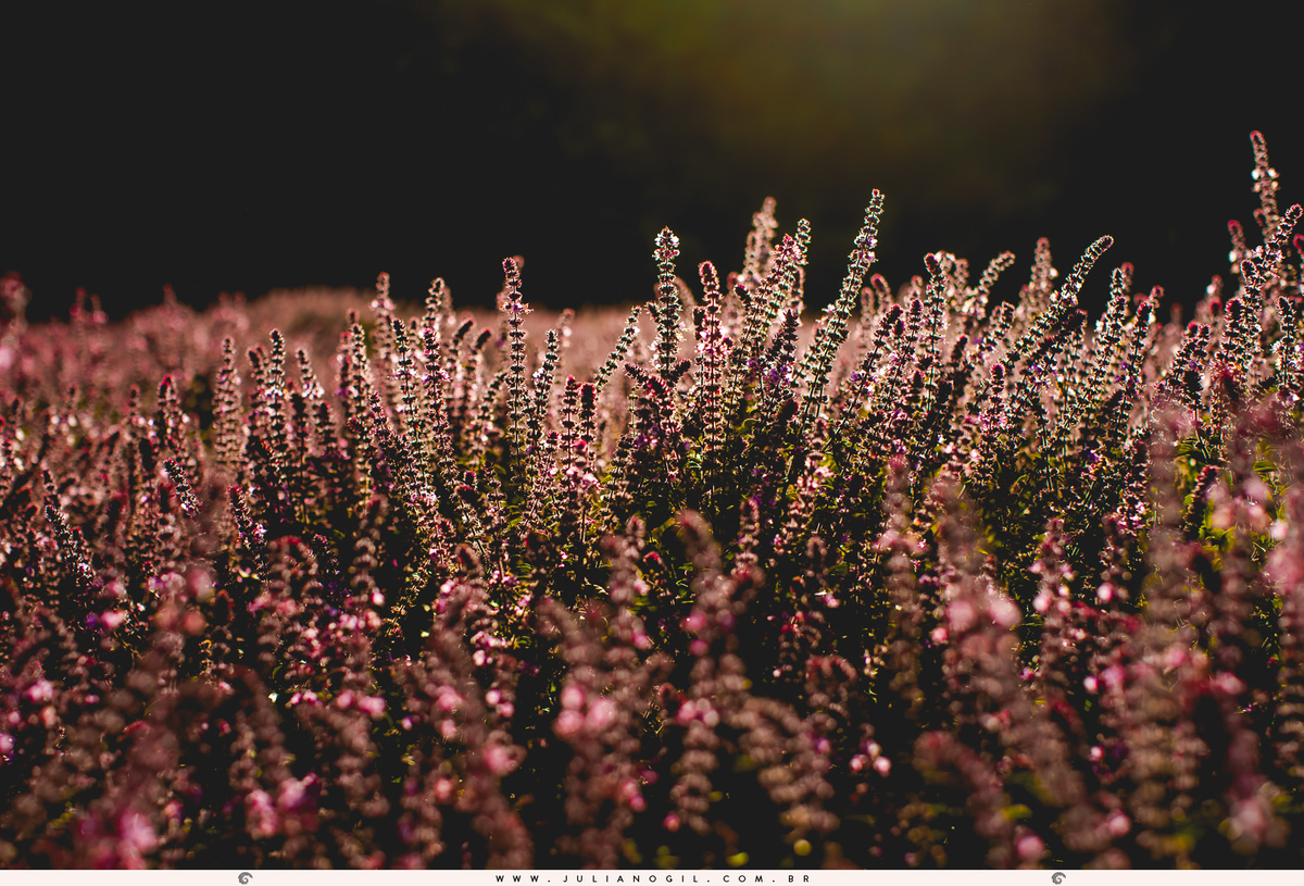 pre casamento fotografo juliano gil noiva Hanny noivo Andrei curitiba paraná palmeira colônia witmarsum ornamento ensaio externo noivado irati mallet rio azul ponta grossa união da vitória celeiro lavanda manjericão pôr do sol lavandário vale dos sonhos